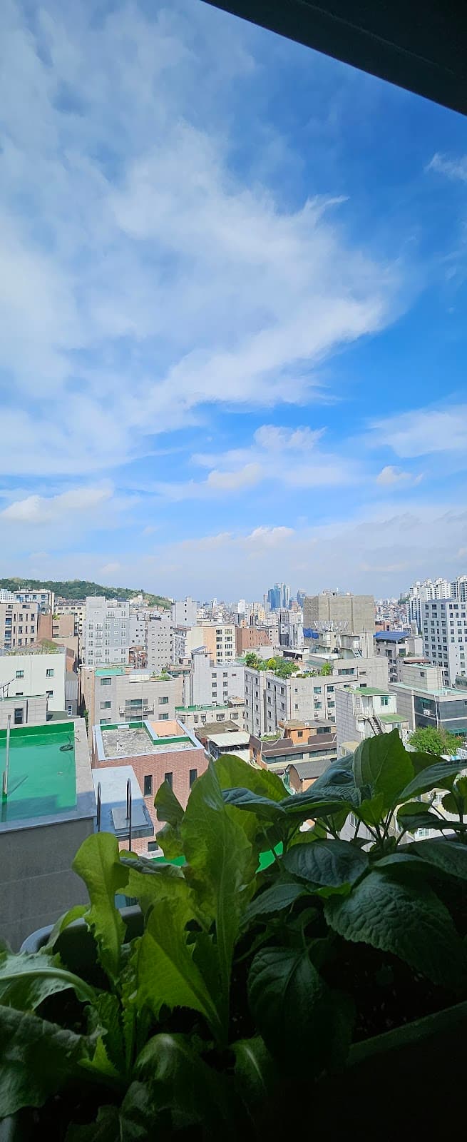 실내 창틀에서 키운 다이소 상추 깻잎 첫 재배! (씨앗부터 키운 과정)